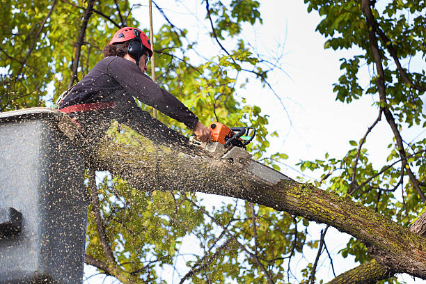  Morse, LA Tree Care Services Pros